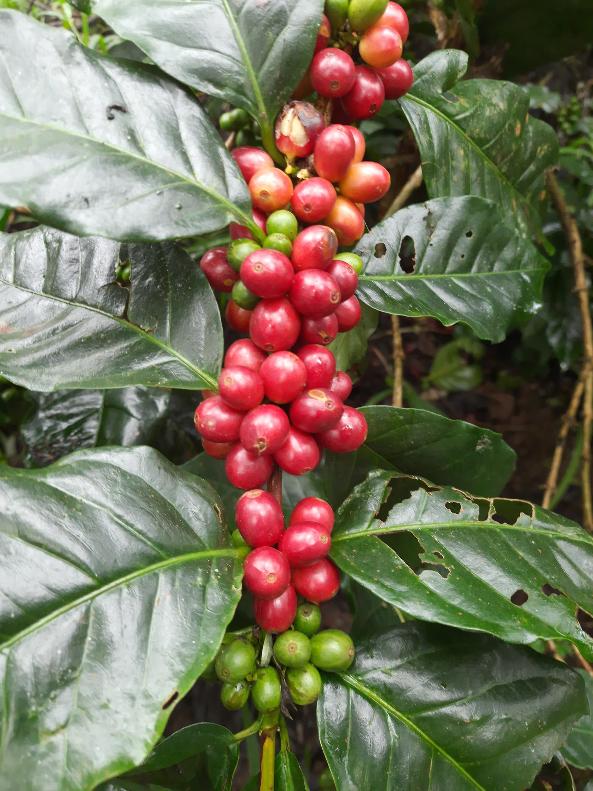 Chikmagalur