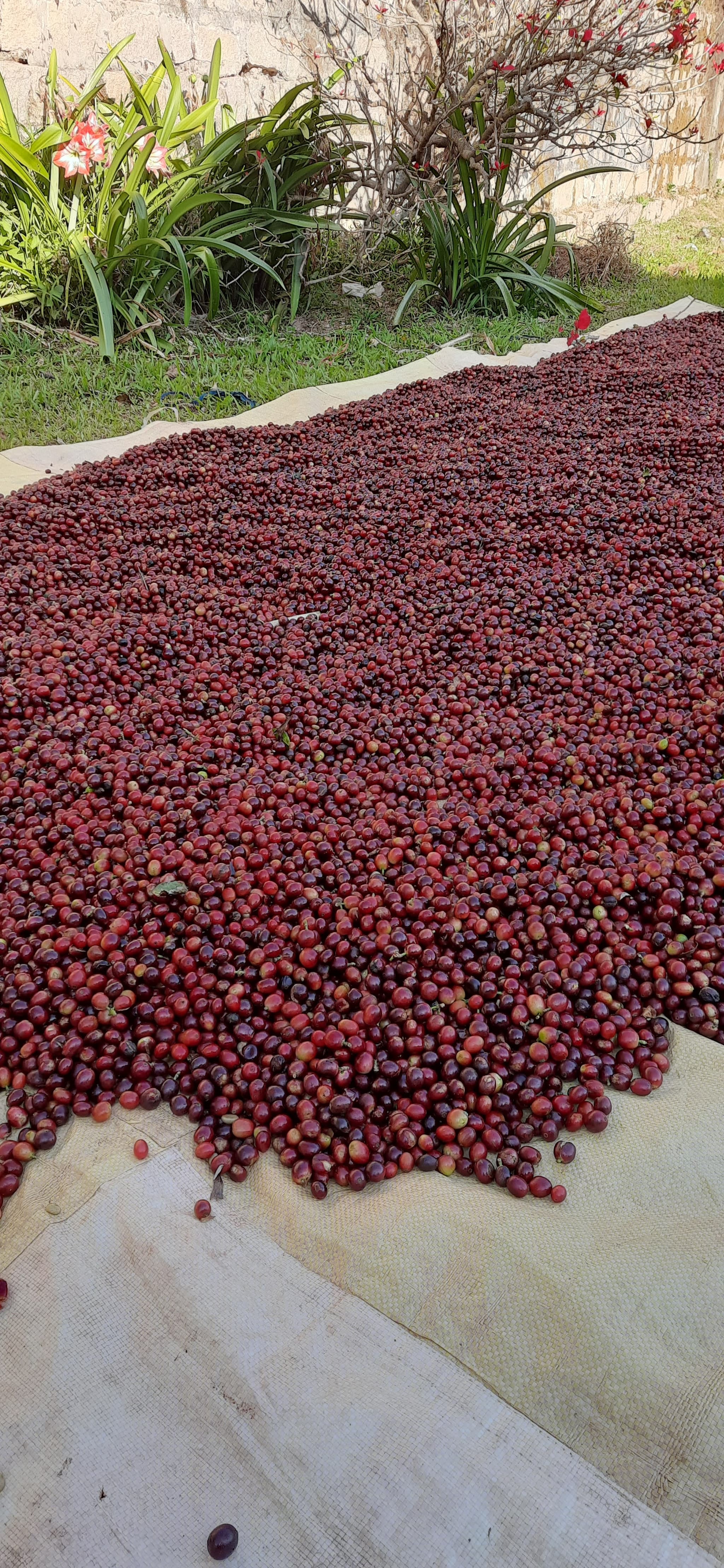 Fresh coffee cherries on the tarp at harvest time, Chikmagalur