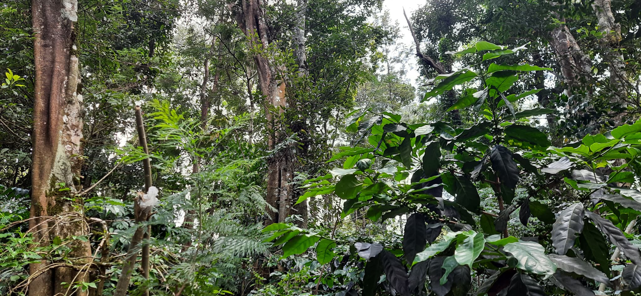 Polyculture jungle canopy with coffee plants in the Western Ghats